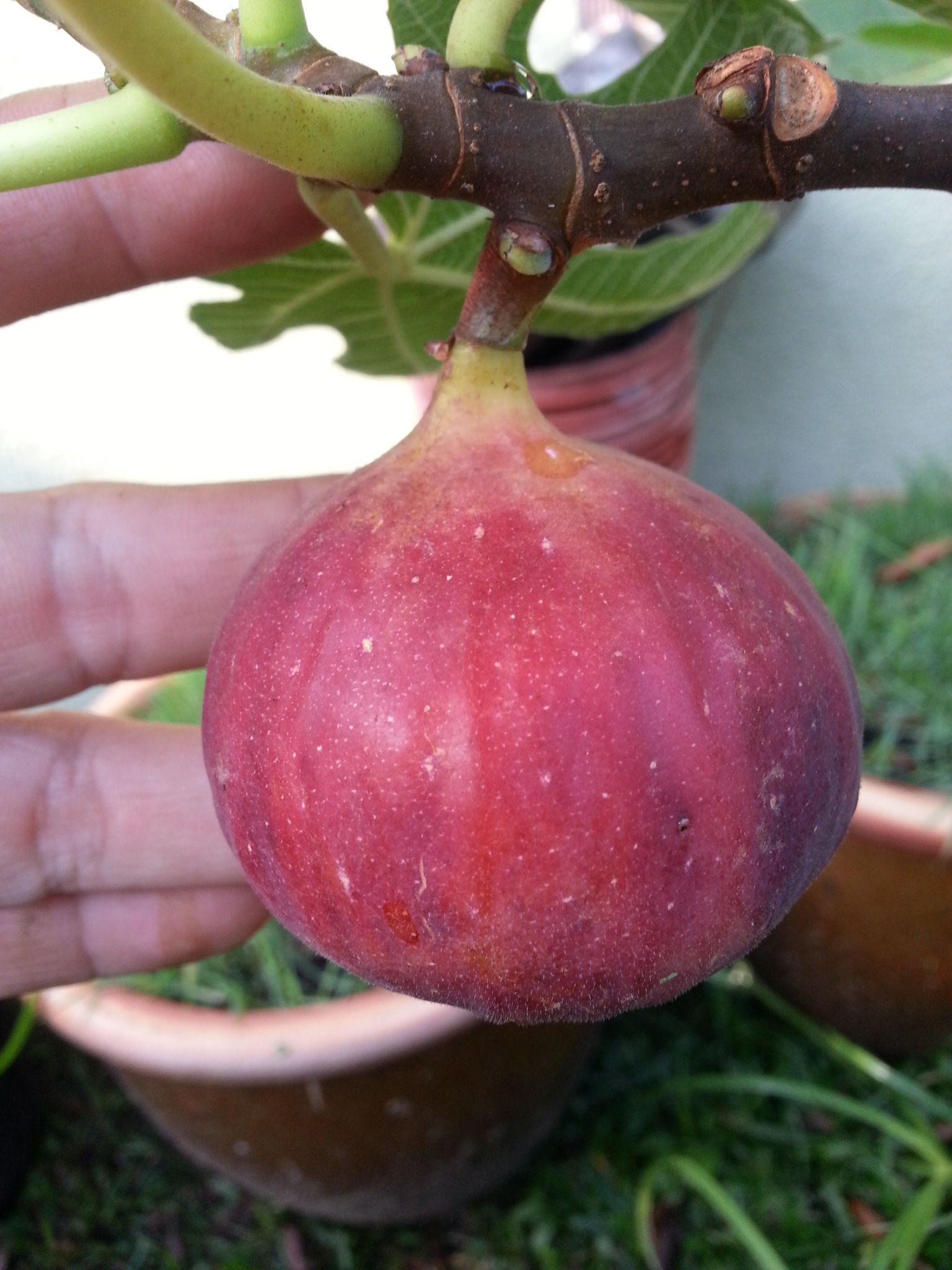 Pomegranate Fruit